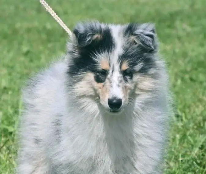 Entzückende Collie-Welpen (FCI Papiere)