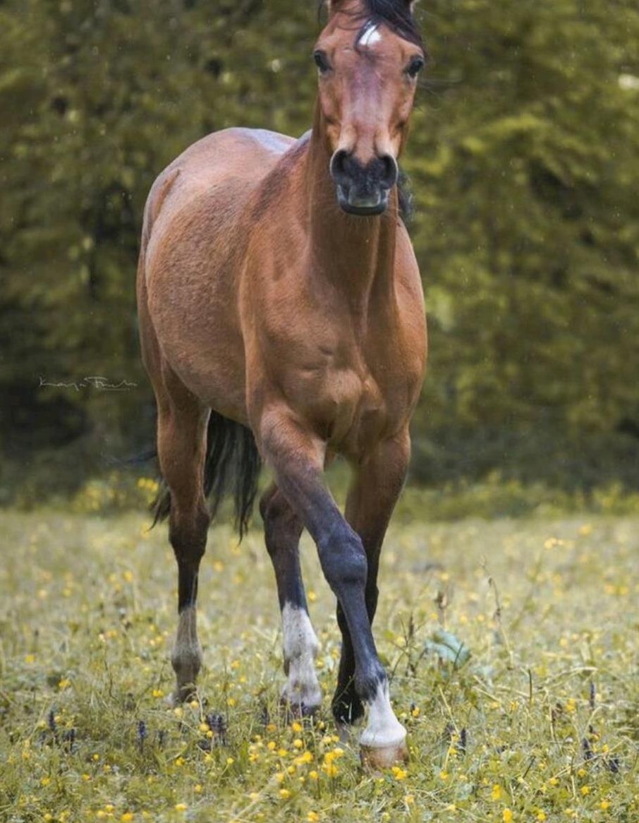 2 Reitbeteiligungen zu vergeben in Mettmenstetten ZH