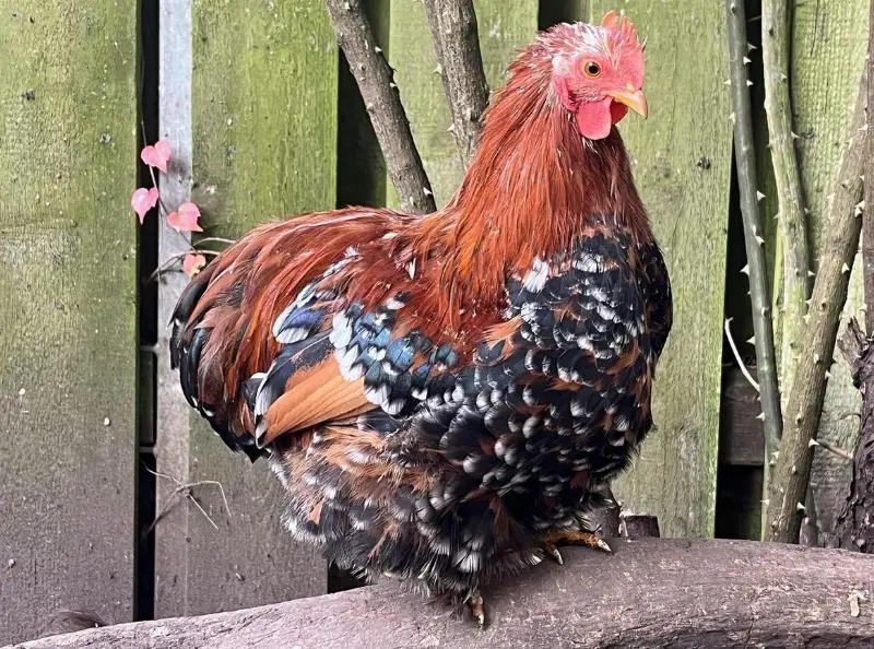 GRATIS: Zwerg Cochin Hahn aus Naturbrut