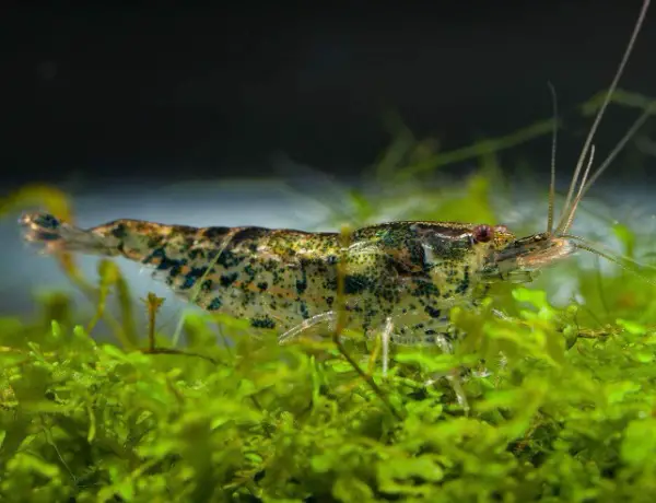 Rückenstrichgarnelen Zwerggarnelen 0,50fr pro/stk
