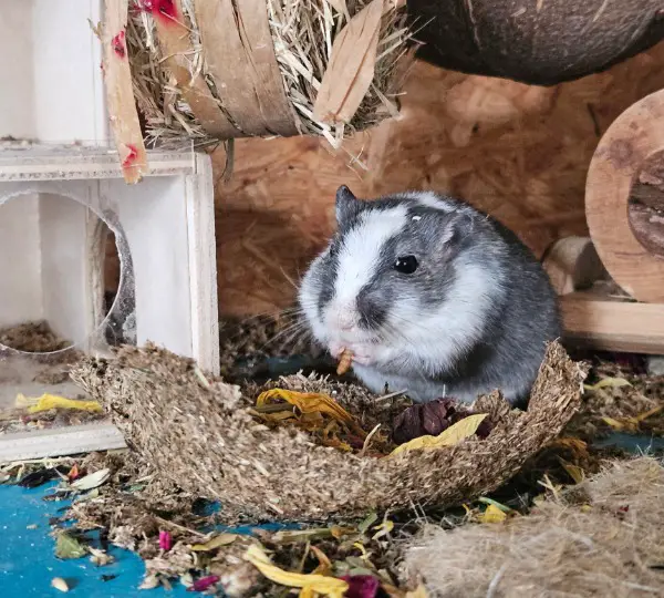 Rennmaus Weibchen GESUCHT