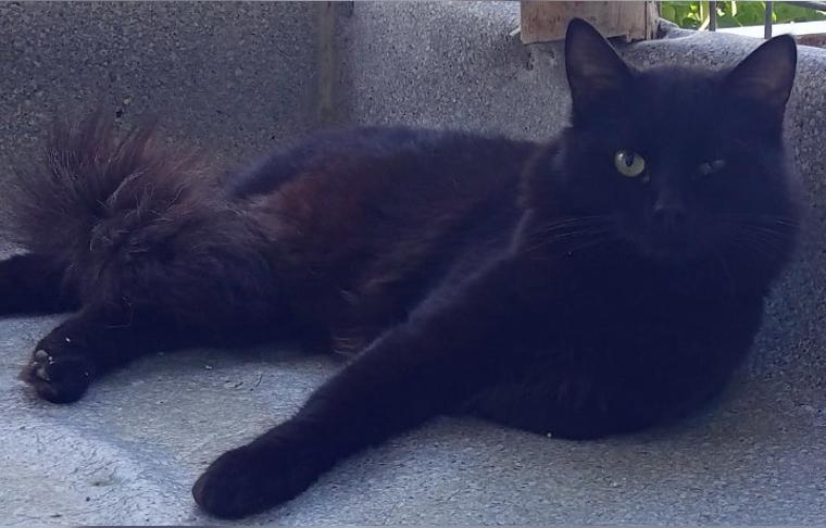 Larry Angora Mix Kater kuschelt sich tot