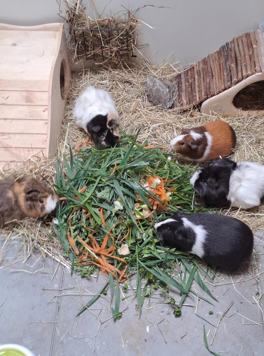 Diverse Meerschweinchen abzugeben