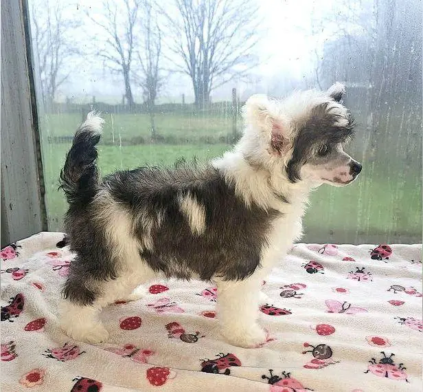 Chinese Crested Powder Puff Welpen