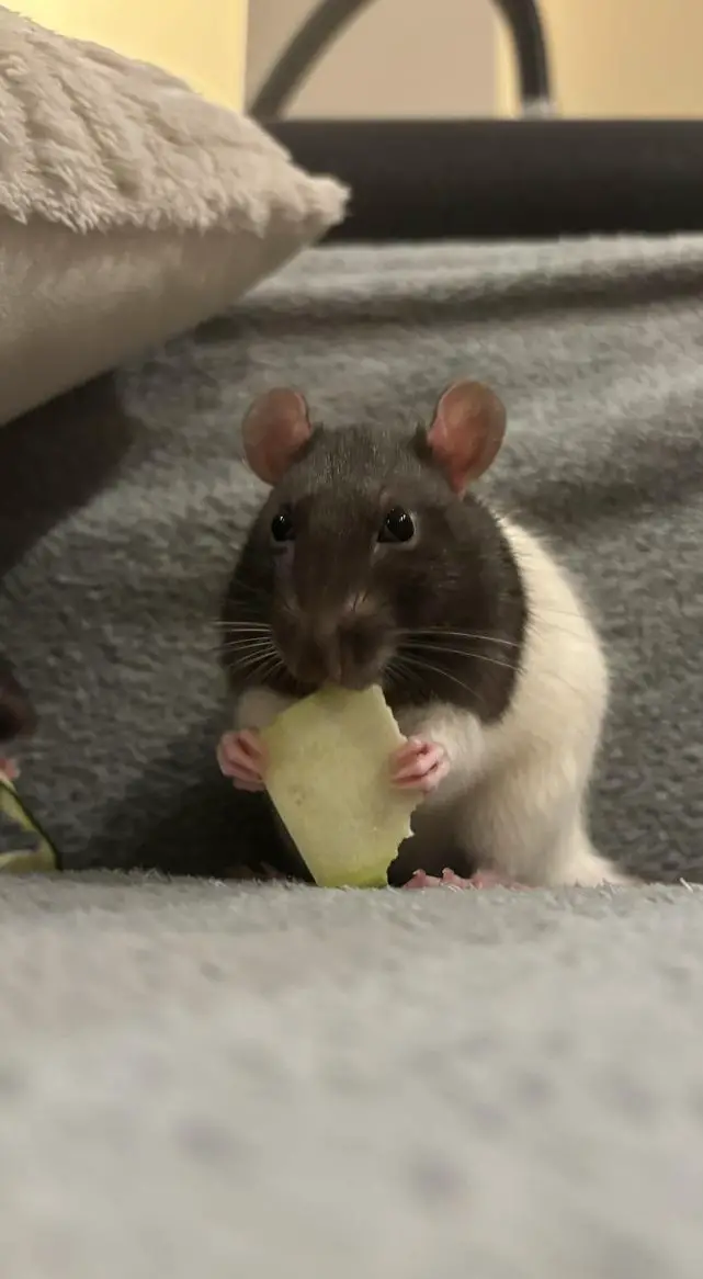 Rattenbabys zu verkaufen