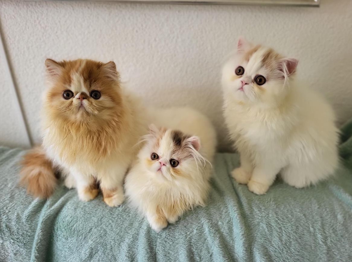 Junge Perser Kätzchen zu verkaufen