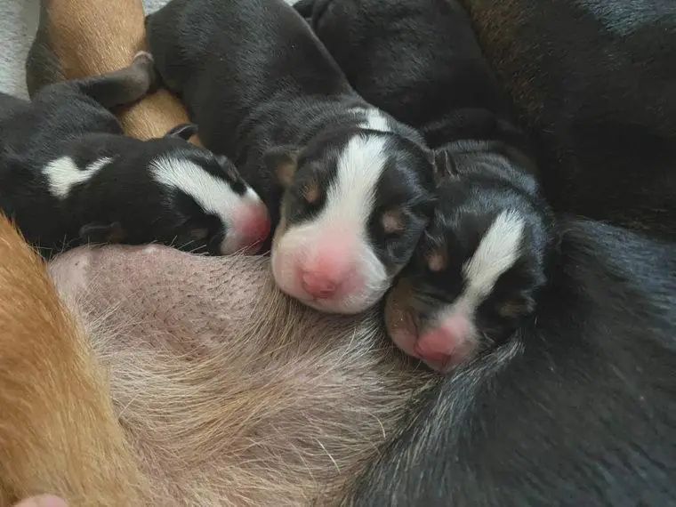 Unsere Welpen sind daGrosser Schweizer Sennenhund Welpen