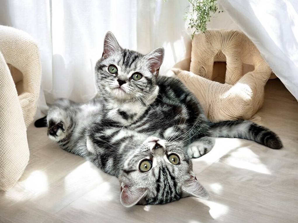 Britisch Kurzhaar Kitten in SILBER TABBY (Whiskas)