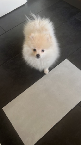 . Lieber Pomeranian Welpe sucht neues Zuhause