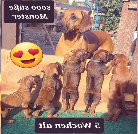 Rhodesian Ridgeback Welpen, dunkle Maske, noch einige Süsse zur Wahl