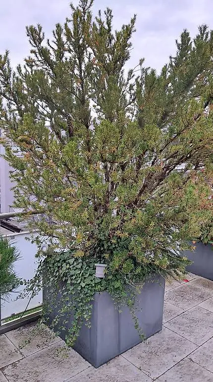 Eibe 2.50m, mit Topf 80x80x60