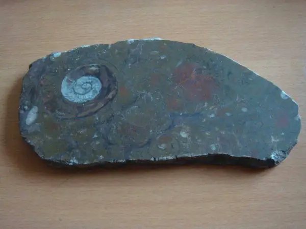 Fossilienplatte Goniatiten & Orthoceras