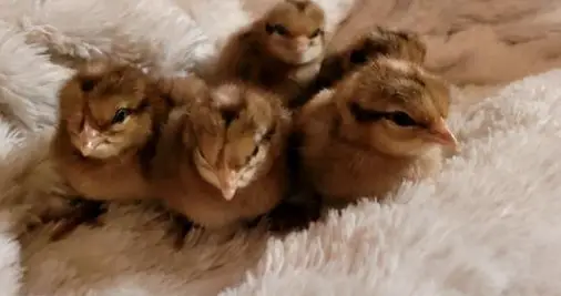 Bruteier Bielefelder Huhn gross zu verkaufen