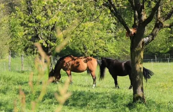 Biete 2 tolle Pflegepferde im Raum Olten-Aarau