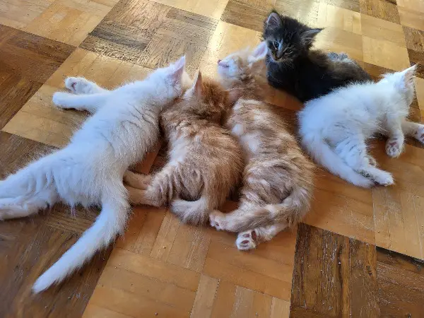 Norwegische Waldkätzlein Büsi Norsk Skogkatt Geburtstatum NFO