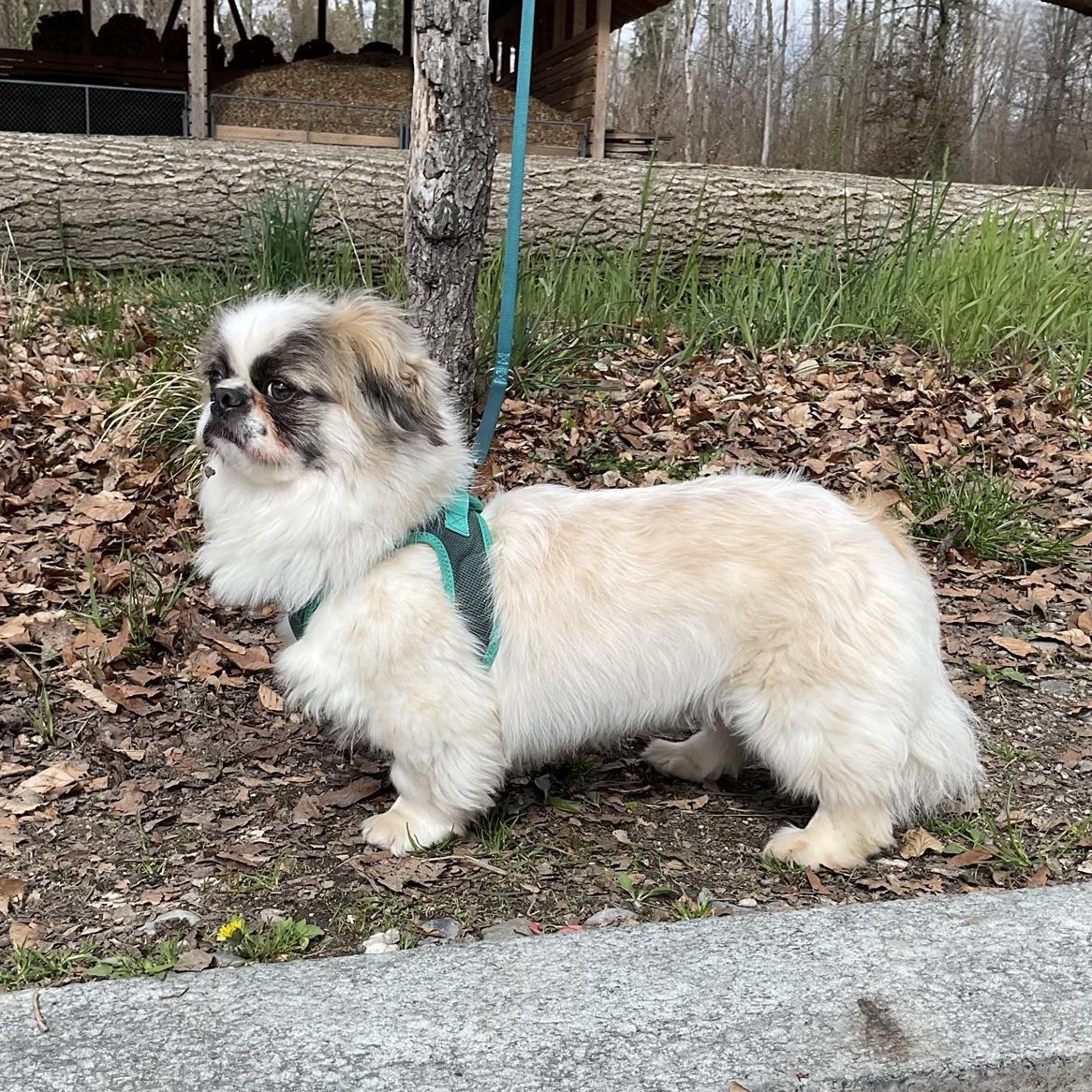 Malo, ein Tibet Spaniel Rüde, braucht Hundeerfahrung
