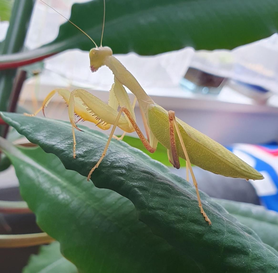 Sphodromantis lineola abzugeben, Ghana-Gottesanbeterin
