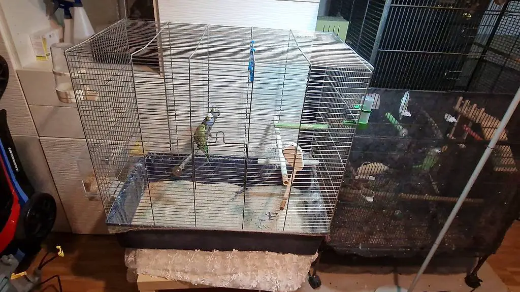 Wellensittiche mit Käfig & Zubehör