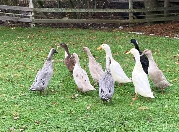 1.2 Laufenten zu verkaufen