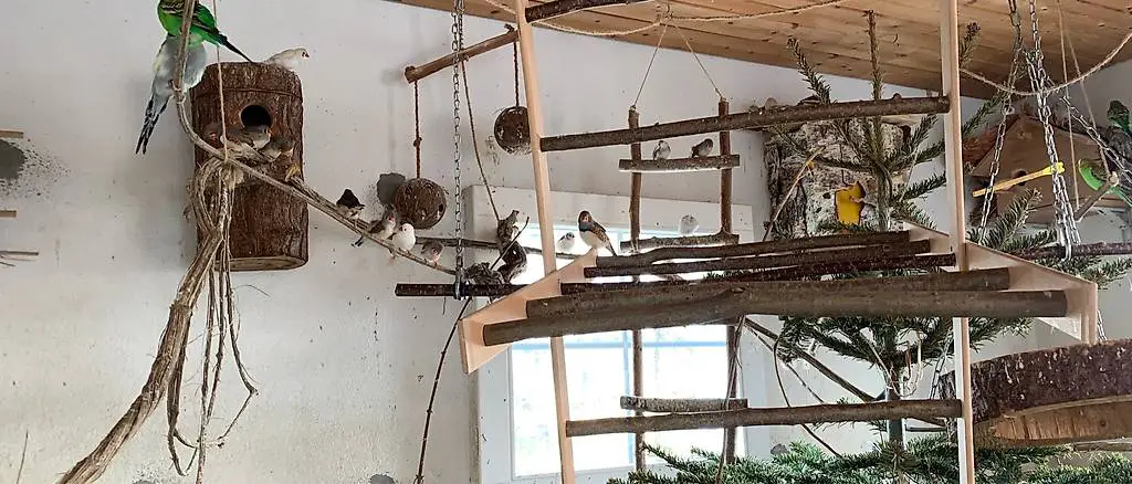 Zebrafinken zu verkaufen