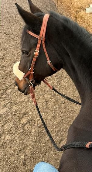 Reitbeteiligung für tolle Vollblutstute in Biel-Benken/Leymen