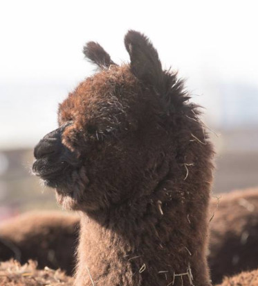 Alpaka Lama Einsteigerkurs mit Sachkundenachweis