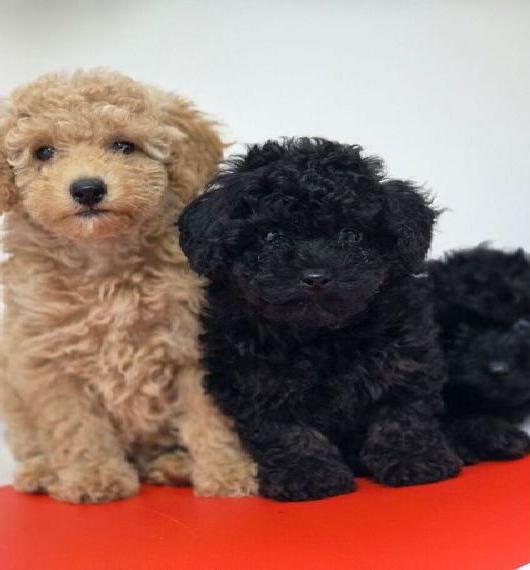 Toy Pudel toypudel / Zwerg Pudel zwergpudel welpen