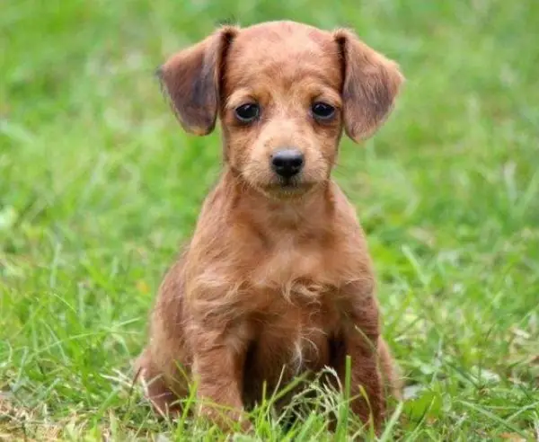 Liebevoll aufgezogene Doxiepoo-Welpen suchen neues Zuhause