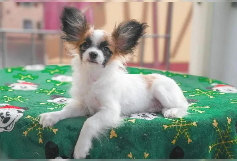 Papillon Welpe FCI