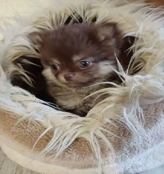 Zuckersüsse kleine Pomchi Hündin