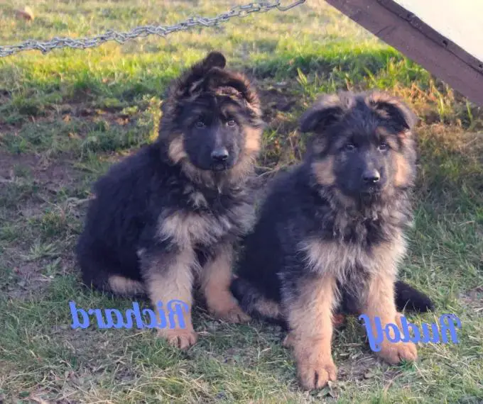 Langhaarige Schäferhund Rüdenwelpen abzugeben