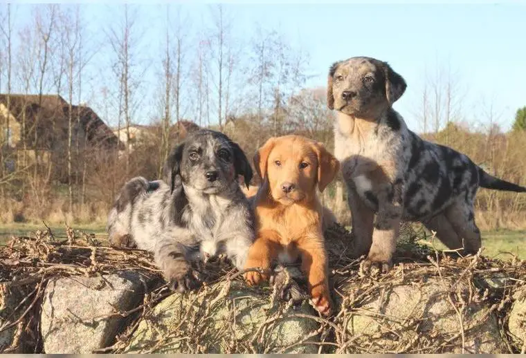 Aussiedor Junghunde Labrador x Australian Shepherd