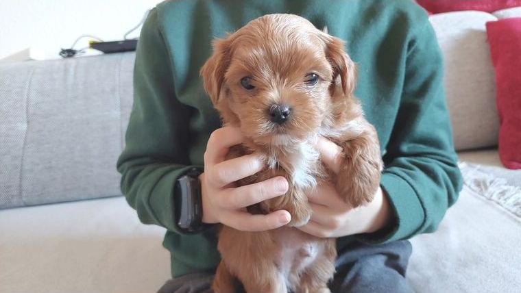 Bolonka Zwetna Welpen mit Ahnentafel