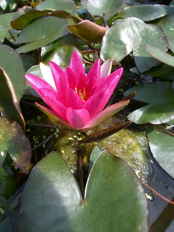 Seerose Teichpflanze Nymphaea "Pygmaea Rubra"