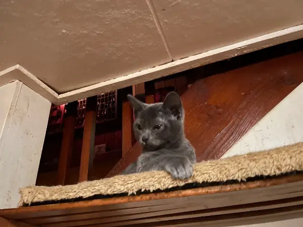 2 Bombay und 1 Burma blau