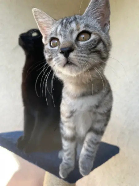 2 Büsis suchen ein zuhause