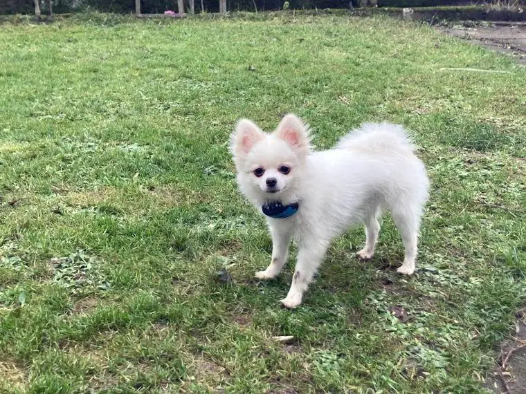 Pomeranien weiblich 1 1/2 j alt