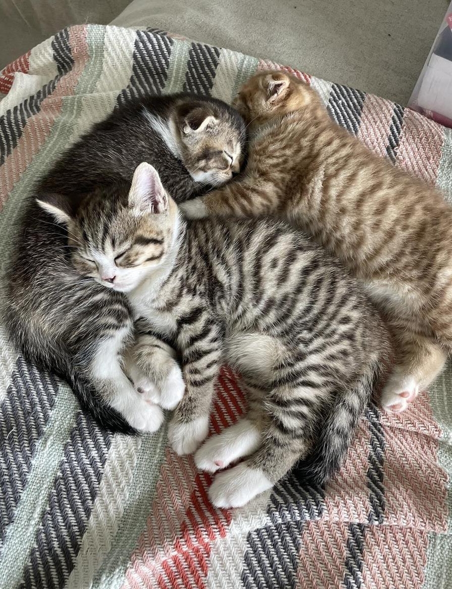 Britisch Kurzhaar / Scottish Fold Kater suchen Zuhause