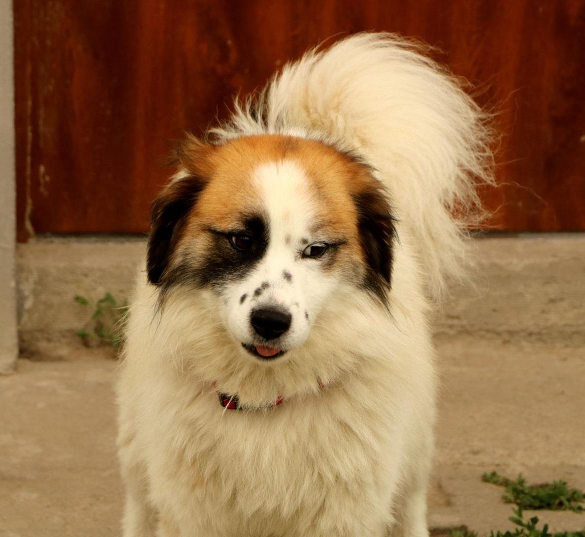 Rüde Kasper, anhänglich und verschmust, ca. 1.5 Jahre