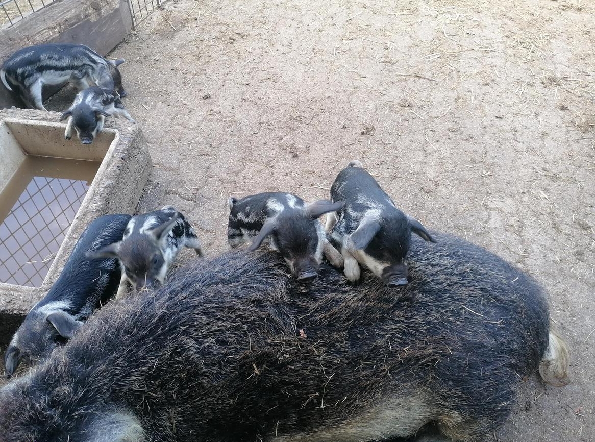 Wollschwein Jungtiere zu verkaufen