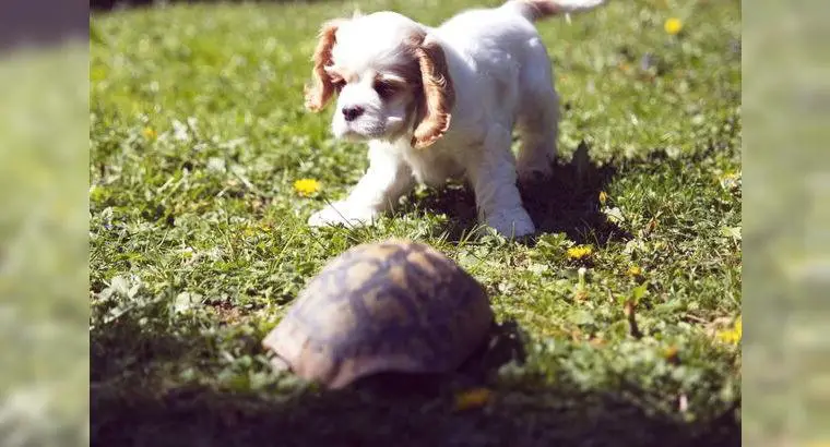 American Cocker Spaniel - Welpen aus Elite Zucht