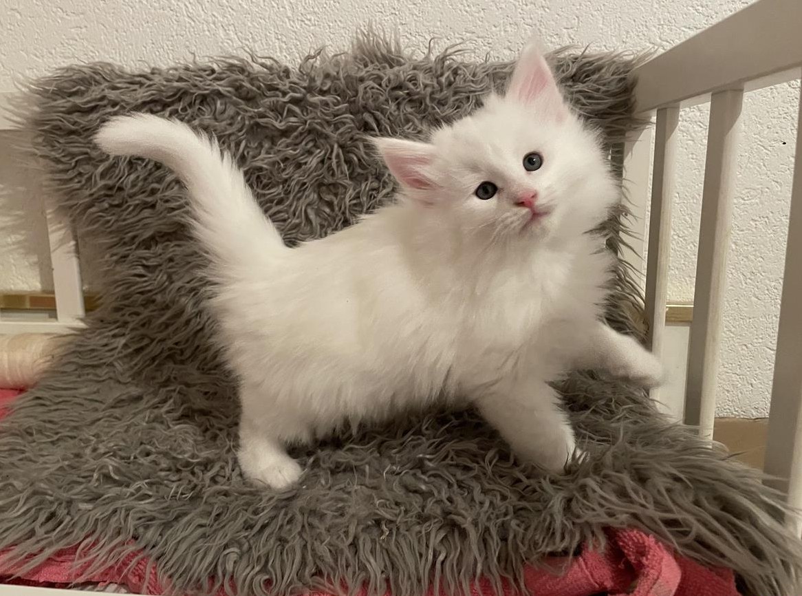 Norwegische Waldkatze Kitten, männlich, weiss