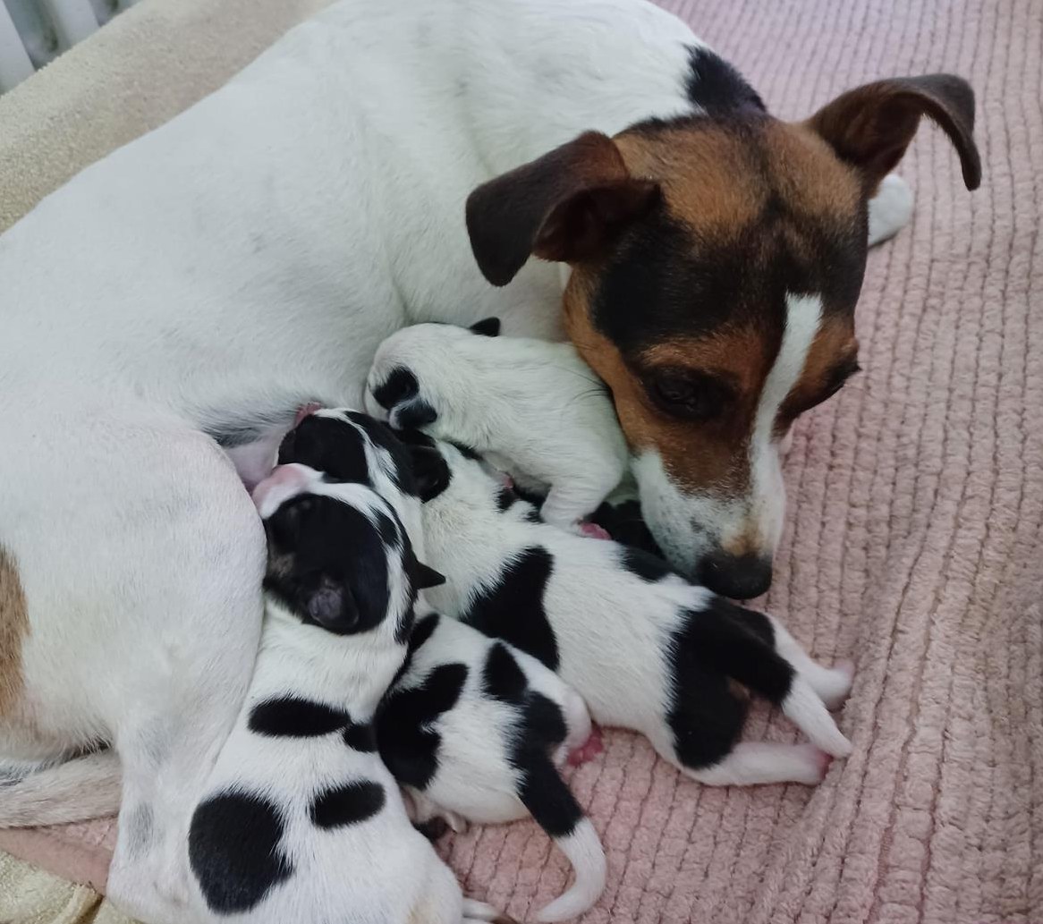 Jack Russell Welpen, weiblich und männlich