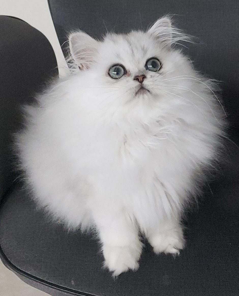 Reinrassige Perser Katzenbabys chinchilla und Silver Shaded