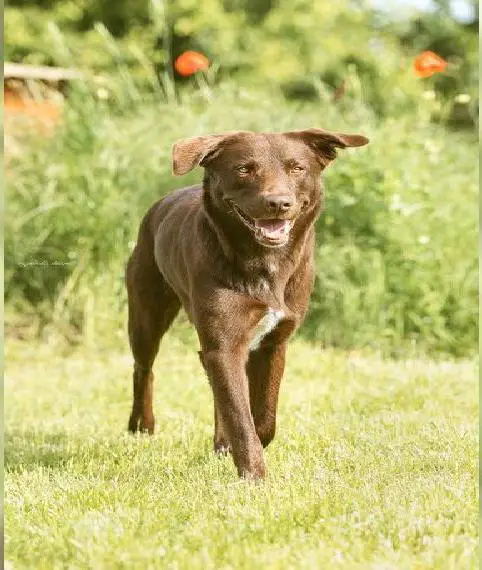 Aussiedordeckrüde F1 (Labrador x Australian Shepherd)