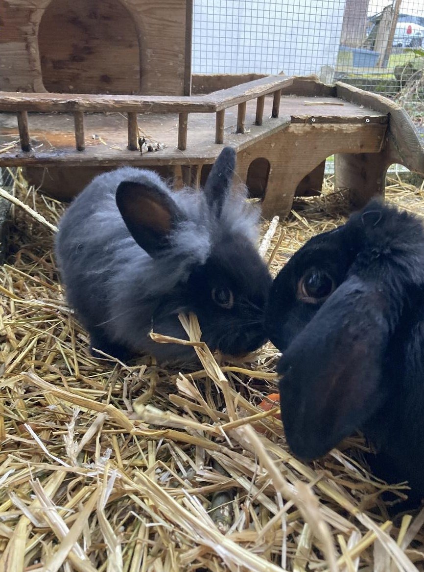 Löwenköpfchen/Zwergwidderli dürfen ausziehen