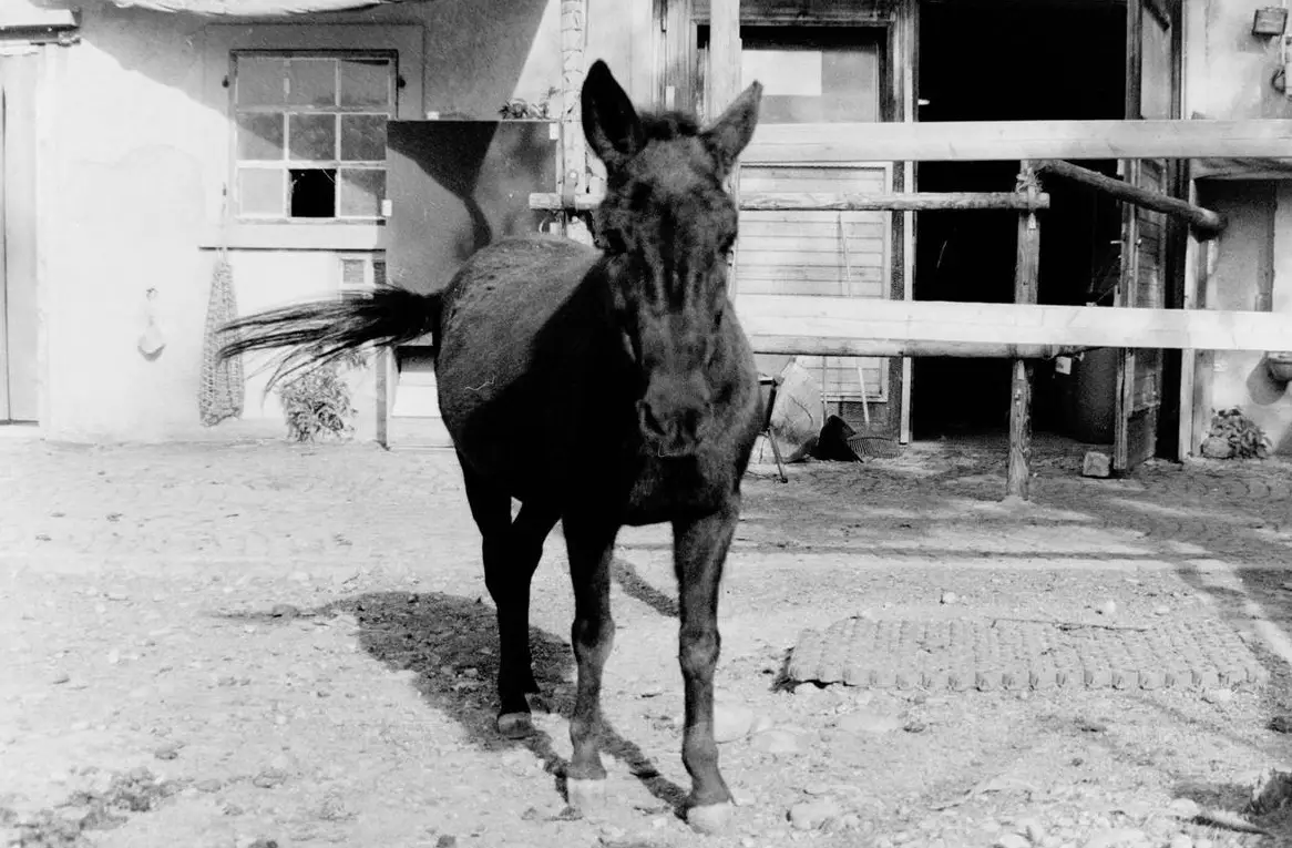 Spazier- und Pflegebeteiligung für Maultier Stute