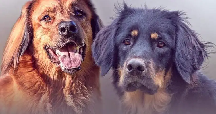 Hovawart - Welpen aus den alten Linien und in den alten Farben