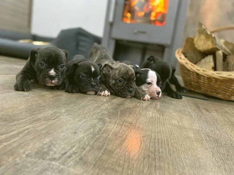 Old English Bulldog Welpen mit Ahnentafel