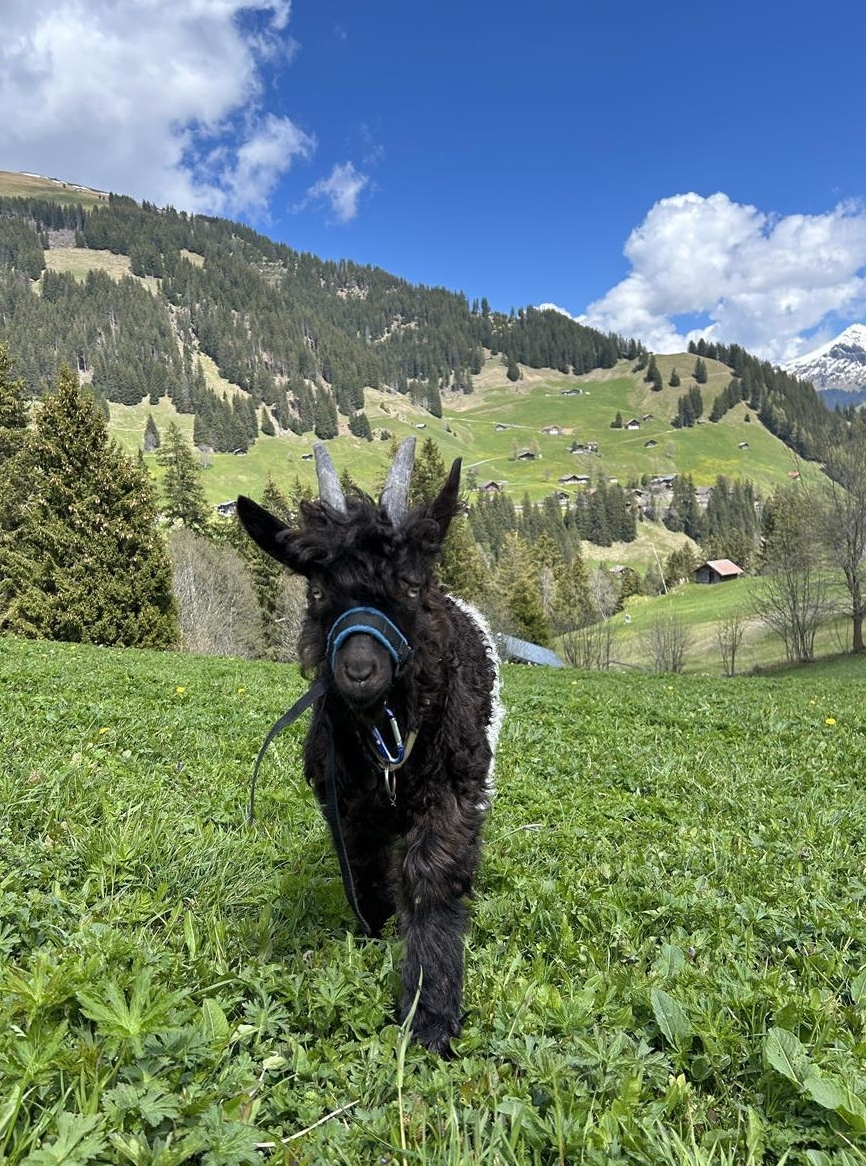 Zahmes Trekking Ziegenböckli von Zottelgeiss